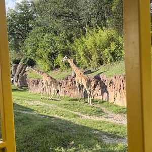 Jun. 2023- Generic giraffes