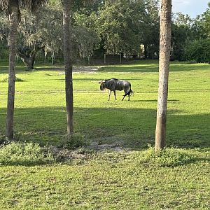 Jun. 2023- Eastern white-bearded wildebeest