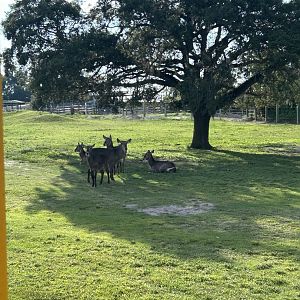 Jun. 2023- Common waterbuck