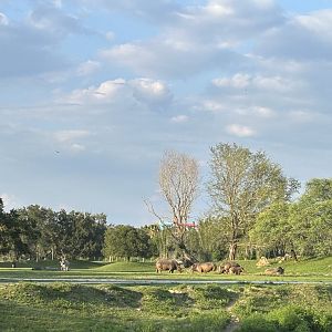 Jun. 2023- Grant’s zebras and Southern white rhinoceros