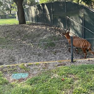 Jun. 2023- Eastern bongo