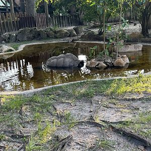 Jun. 2023- Aldabra giant tortoise