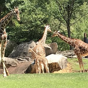 Adult and Baby Reticulated Giraffes