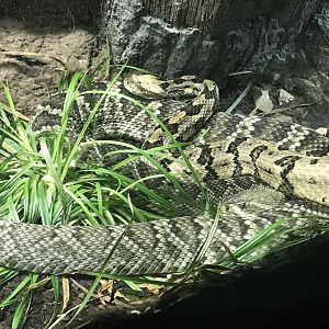 Timber and Eastern Diamondback Rattlesnakes
