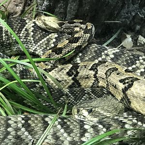 Timber and Eastern Diamondback Rattlesnakes
