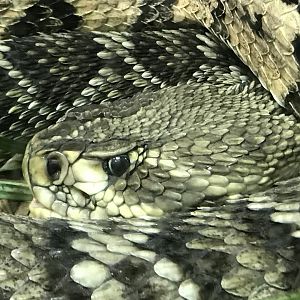 Eastern Diamondback