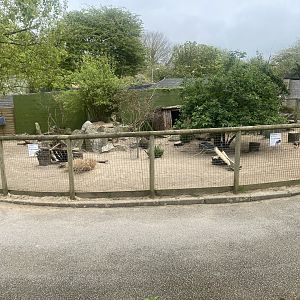 Dusky pademelon enclosure 060523