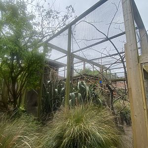 Golden lion tamarin enclosure 060523