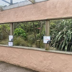 Enclosure for Narrow-striped boky and Crowned lemur 060523