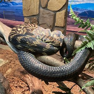 Snake ID - Columbus Zoo