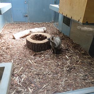 Japanese Raccoon Dog