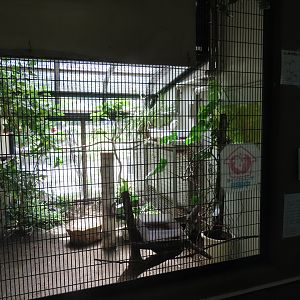Bird exhibits
