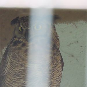 Great Horned Owl