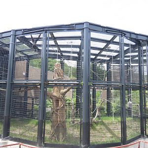 Lar gibbon exhibit