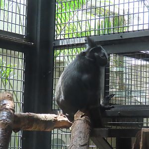 Celebes crested macaque
