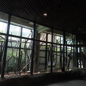 Celebes crested macaque exhibit