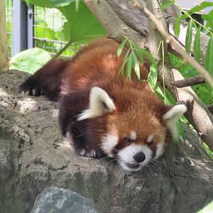 Red panda