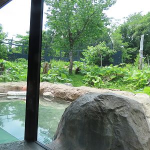 Asian black bear exhibit