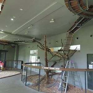 Red panda indoor walkway
