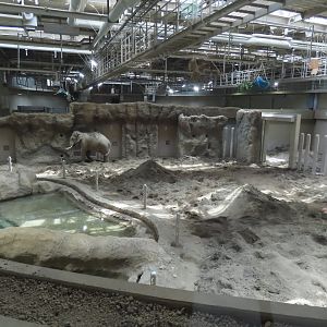 Asian elephant exhibit