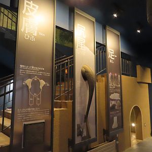 Asian elephant exhibit