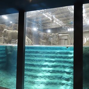 Asian elephant exhibit