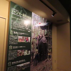 Asian elephant exhibit