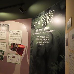 Asian elephant exhibit