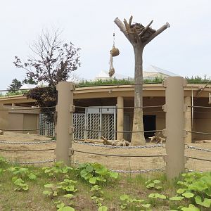 Asian elephant exhibit