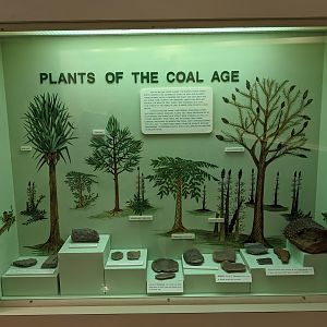 Plants of the Coal Age Display