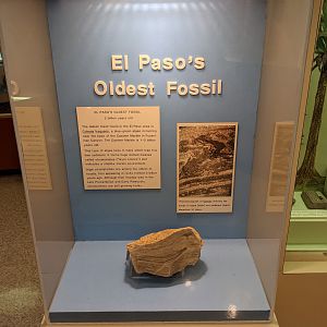 El Paso's Oldest Fossil (2 Billion Years Old) in Display Case