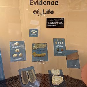 Indirect Evidence of Life Display Case