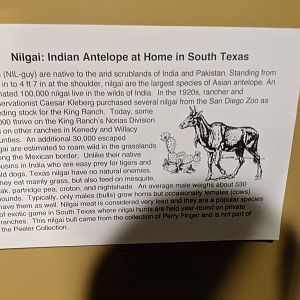 Signage on Nilgai (Boselaphus tragocamelus) in South Texas