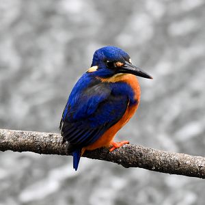 Azure Kingfisher