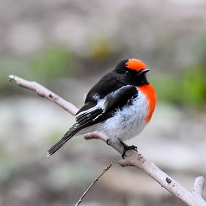Red-capped Robin