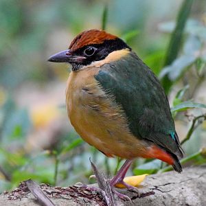 Noisy Pitta