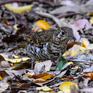 Russet-tailed Thrush