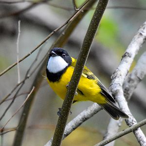 Golden Whistler