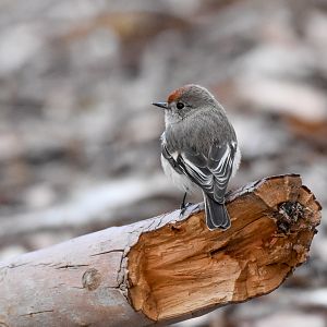Red-capped Robin (female)