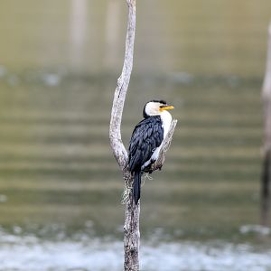 Little Pied Cormorant