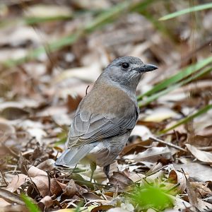 Grey Shrike-thrush
