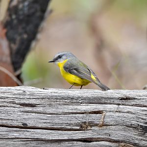 Eastern Yellow Robin