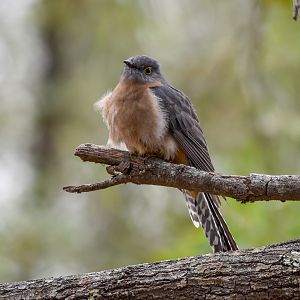 Fan-tailed CUckoo