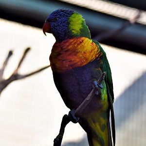 Swainson's Lorikeet (Trichoglossus haematodus moluccanus)