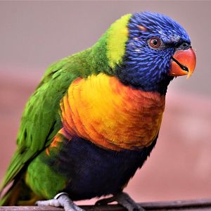 Swainson's Lorikeet (Trichoglossus haematodus moluccanus)
