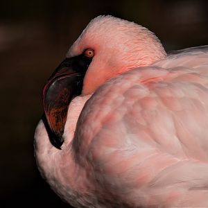 Lesser Flamingo (Phoeniconaias minor)