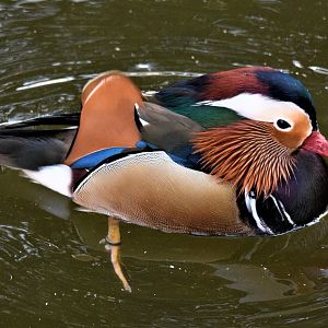 Mandarin Duck (Aix galericulata)