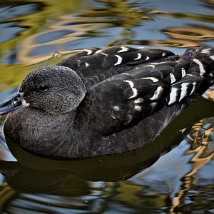 African Black Duck (Anas sparsa)