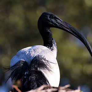 African Sacred Ibis (Threskiornis aethiopicus)