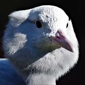 Blue Crane (Anthropoides paradiseus)